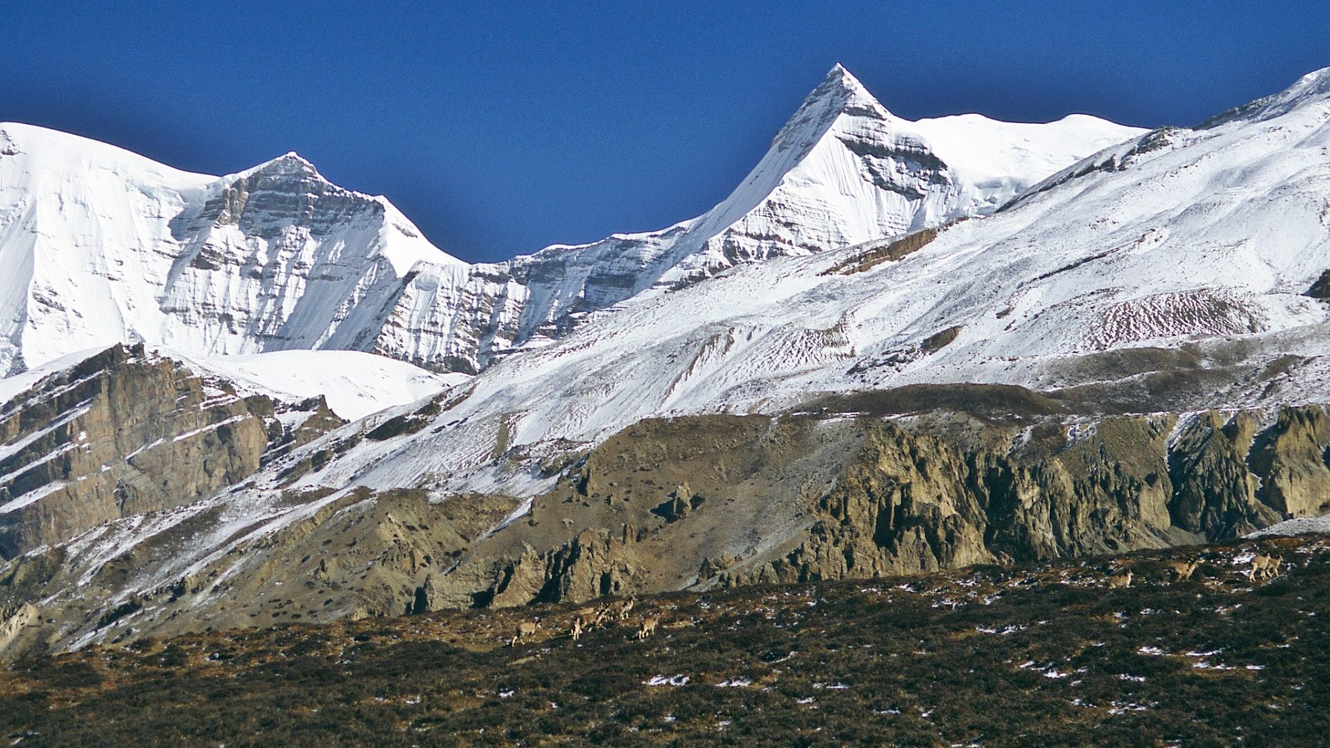 Brikhuti Himal
